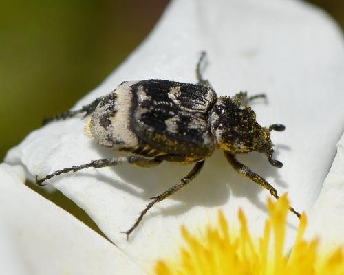 Réf. 229 238 : Valgus hemipterus